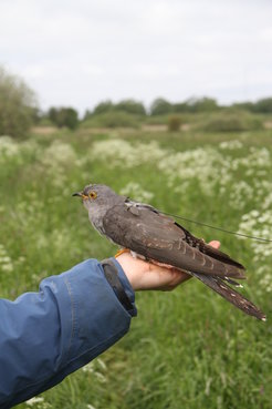 Der Kuckuck ist ein Langstreckenzieher, Im April kommen die Vögel meist in ihren Brutgebieten in Deutschland an, im August brechen sie dann in Richtung Afrika auf. Sender auf dem Rücken der Vögel machen es möglich, ihre Flugroute monatelang lang zu verfolgen.